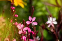 Gaura lindheimerii Cherry Brandy 11 cm Topf - Größe nach Saison