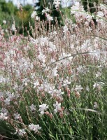 Gaura lindheimerii Summer Breeze 11 cm Topf - Größe nach Saison