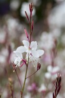 Gaura lindheimerii Summer Breeze 11 cm Topf - Größe nach Saison