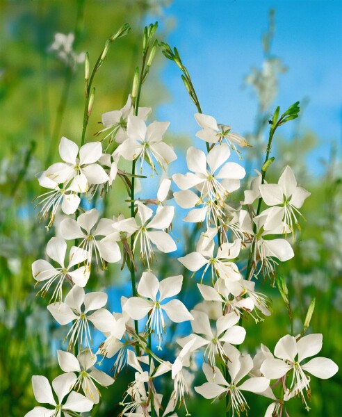 Gaura lindheimerii Whirling Butterflies 9 cm Topf - Größe nach Saison