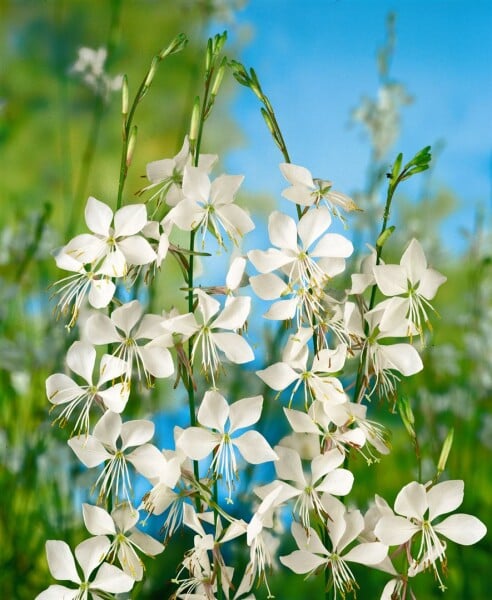 Gaura whirling Butterflies, weiß 11 cm Topf - Größe nach Saison