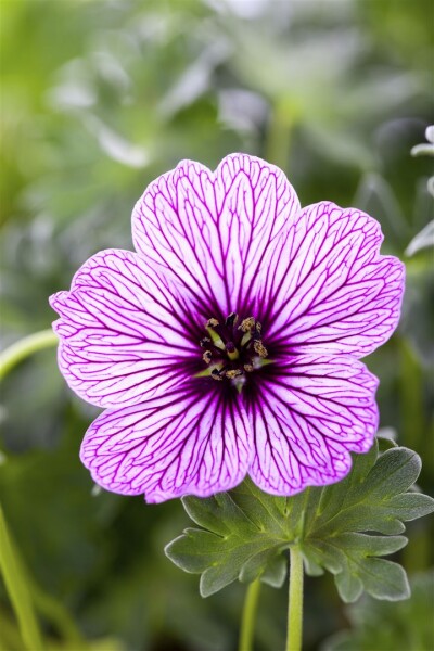 Geranium cinereum Ballerina 9 cm Topf - Größe nach Saison