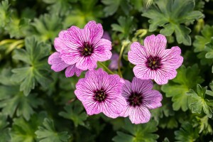 Geranium cinereum Ballerina 9 cm Topf - Größe nach Saison