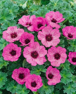 Geranium cinereum Ballerina 9 cm Topf - Größe nach Saison