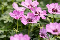 Geranium cinereum Ballerina 9 cm Topf - Größe nach Saison