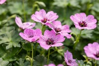 Geranium cinereum Ballerina 9 cm Topf - Größe nach Saison