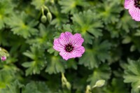 Geranium cinereum Ballerina 9 cm Topf - Größe nach Saison