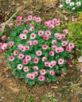 Geranium cinereum Ballerina 9 cm Topf - Größe nach Saison