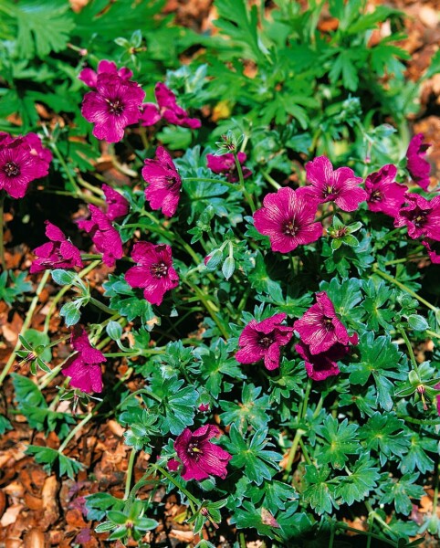 Geranium cinereum Purple Pillow  -R- 9 cm Topf - Größe nach Saison