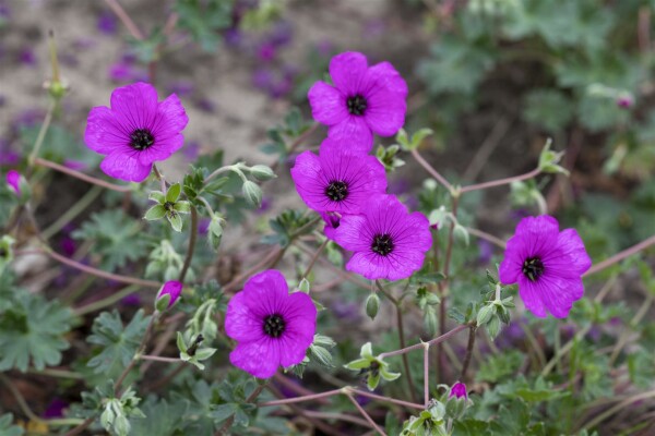 Geranium cinereum subcaulesc.Giuseppii 9 cm Topf - Größe nach Saison