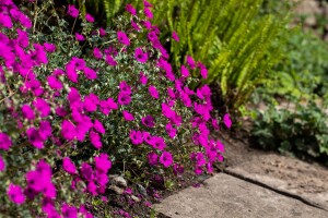 Geranium cinereum subcaulesc.Giuseppii 9 cm Topf - Größe nach Saison