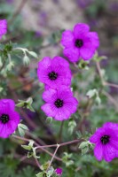 Geranium cinereum subcaulesc.Giuseppii 9 cm Topf - Größe nach Saison