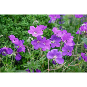 Geranium clarkei Kashmir Purple 9 cm Topf -...