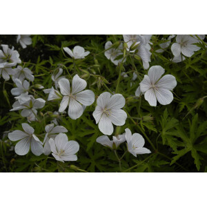 Geranium clarkei Kashmir White 9 cm Topf -...