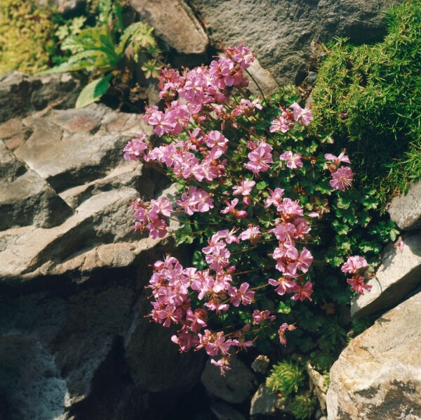 Geranium dalmaticum 9 cm Topf - Größe nach Saison