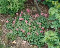 Geranium dalmaticum 9 cm Topf - Größe nach Saison