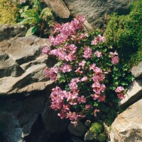 Geranium dalmaticum Bressingham Pink 9 cm Topf -...