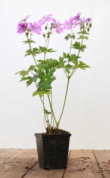 Geranium gracile Sirak 9 cm Topf - Größe nach Saison