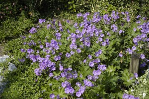 Geranium gracile Sirak 9 cm Topf - Größe nach Saison