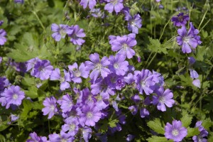 Geranium gracile Sirak 9 cm Topf - Größe nach Saison