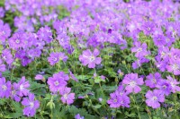 Geranium gracile Sirak 9 cm Topf - Größe nach Saison