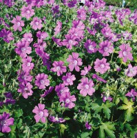 Geranium gracile Sirak 9 cm Topf - Größe nach Saison