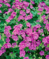 Geranium gracile Sirak 9 cm Topf - Größe nach Saison