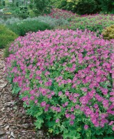 Geranium gracile Sirak 9 cm Topf - Größe nach Saison