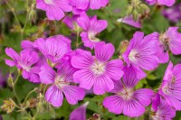 Geranium gracile Sirak 9 cm Topf - Größe nach Saison