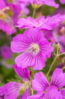 Geranium gracile Sirak 9 cm Topf - Größe nach Saison