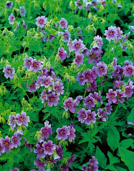 Geranium himalayense 9 cm Topf - Größe nach Saison