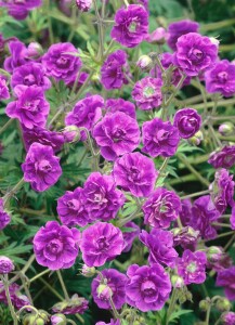 Geranium himalayense 9 cm Topf - Größe nach Saison