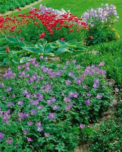 Geranium himalayense 9 cm Topf - Größe nach Saison