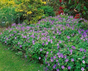 Geranium himalayense 9 cm Topf - Größe nach Saison