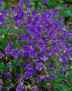 Geranium himalayense 9 cm Topf - Größe nach Saison