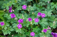 Geranium himalayense 9 cm Topf - Größe nach Saison