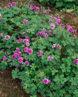 Geranium himalayense 9 cm Topf - Größe nach Saison