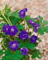 Geranium himalayense 9 cm Topf - Größe nach Saison