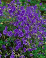 Geranium himalayense 9 cm Topf - Größe nach Saison