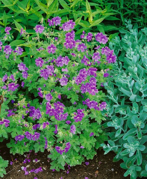 Geranium ibericum ssp.ibericum 9 cm Topf - Größe nach Saison