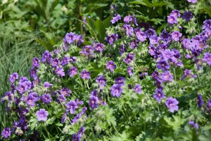 Geranium ibericum ssp.ibericum 9 cm Topf - Größe nach Saison