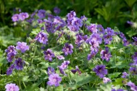 Geranium ibericum ssp.ibericum 9 cm Topf - Größe nach Saison