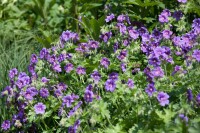 Geranium ibericum ssp.ibericum 9 cm Topf - Größe nach Saison