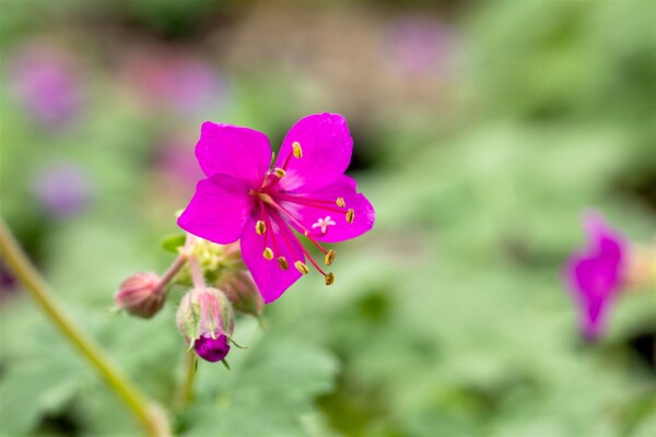 Geranium macrorrhizum Czakor 9 cm Topf - Größe nach Saison