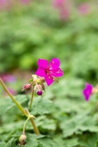 Geranium macrorrhizum Czakor 9 cm Topf - Größe nach Saison