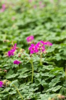 Geranium macrorrhizum Czakor 9 cm Topf - Größe nach Saison