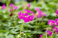 Geranium macrorrhizum Czakor 9 cm Topf - Größe nach Saison