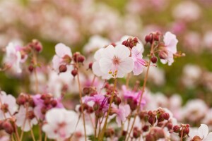 Geranium macrorrhizum Spessart 9 cm Topf - Größe nach Saison