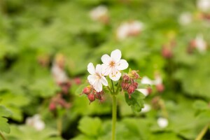 Geranium macrorrhizum Spessart 9 cm Topf - Größe nach Saison