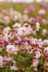 Geranium macrorrhizum Spessart 9 cm Topf - Größe nach Saison